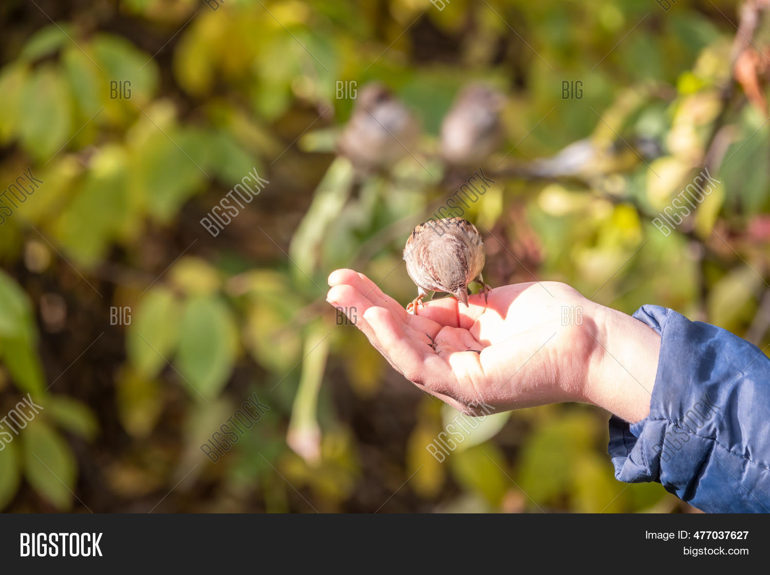 Boy Feeds Birds Seeds Image & Photo (Free Trial) Bigstock