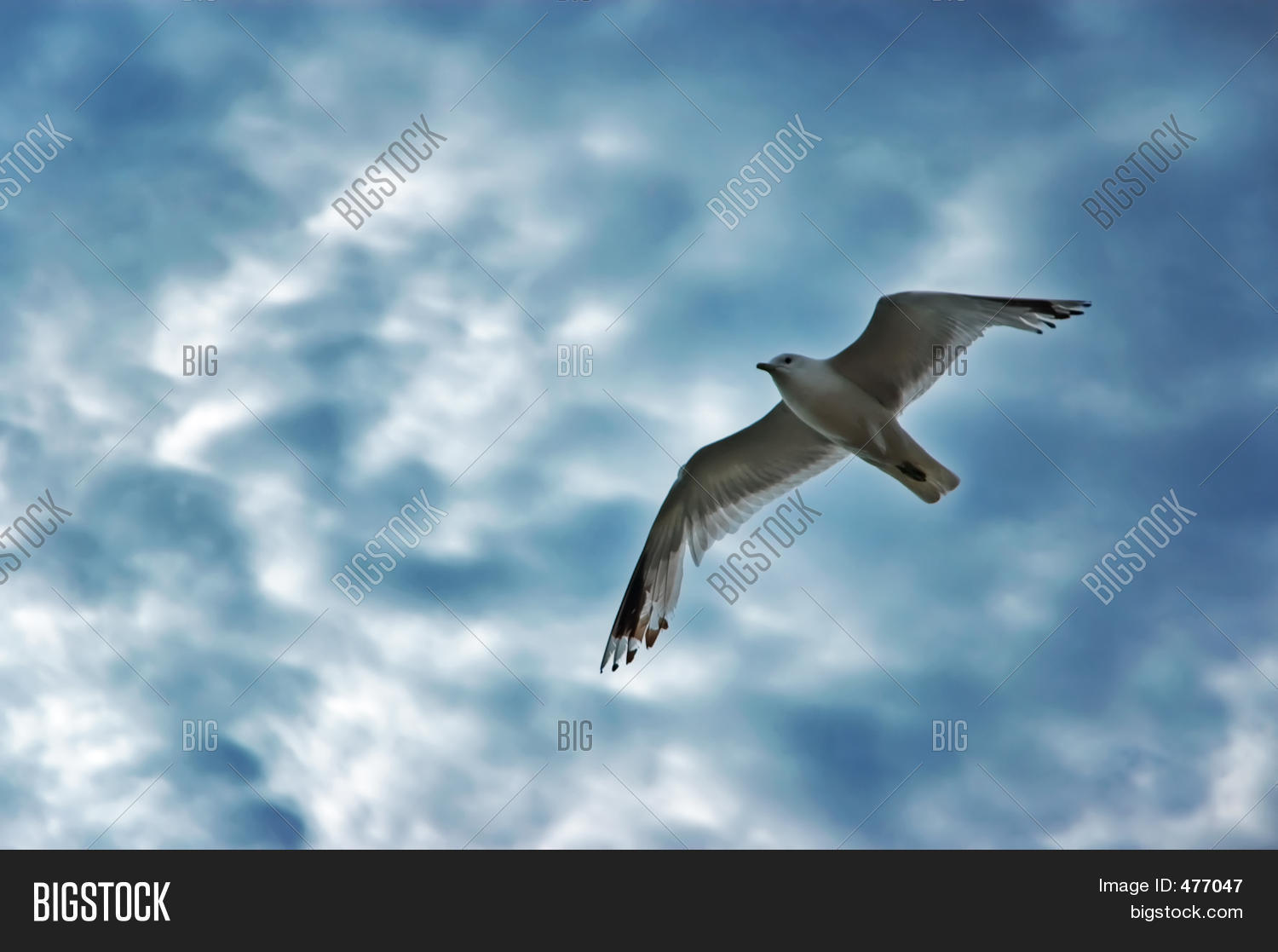 Image Preview
