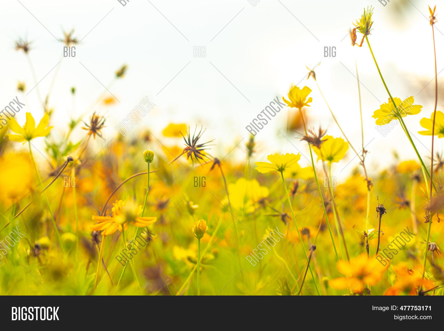 Spring Background Cosmo Beautiful Cosmos Image & Photo (Free Trial) | Bigstock