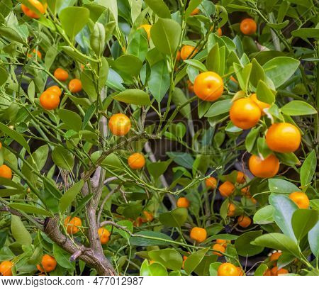 Full Frame Closeup Shot Of A Bitter Orange Tree With Fruits
