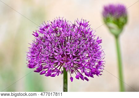 Purple Allium In Flower Bed Kumla Sweden