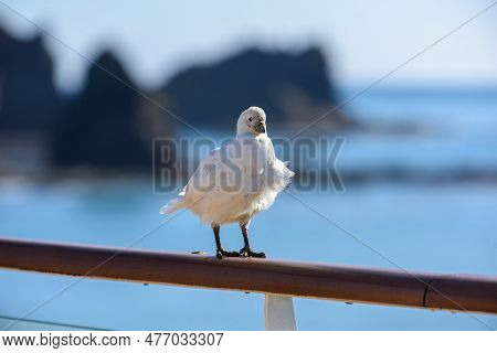Snowy Sheathbills Sitting On The Railing Of An Expedition Ship Sailing Near South Georgia Island