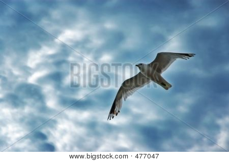 Bird2