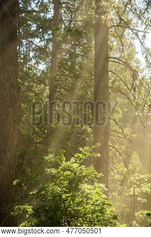 Dusty Light Shafts Hang In The Air In Hetch Hetchy In Yosemite National Park