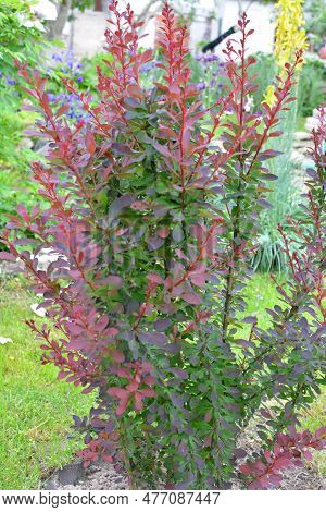 Thunberg's Barberry (berberis Thunbergii) Grows In The Garden In Spring