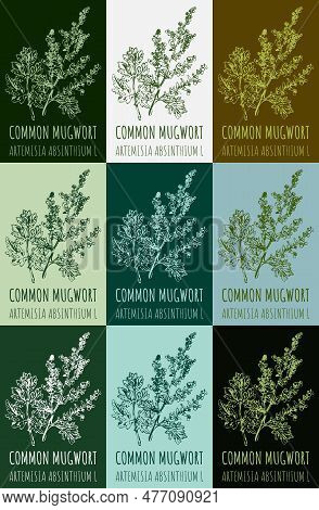 Set Of Drawing Of Common Mugwort In Various Colors. Hand Drawn Illustration. Latin Name Artemisia Ab