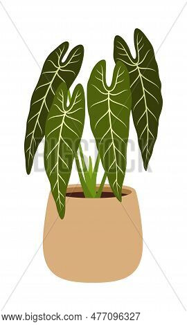 Pot With Philodendron Melanochrysum. Isolated Vector Plant Species With Large, Green Heart-shaped Le