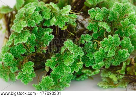 Green Azolla Microphylla  On White Background. Used As An Ingredient In Animal Feed.