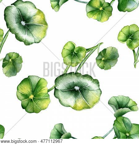 Centella Asiatica, Geranium Watercolor Seamless Pattern Isolated On White. Pennywort, Gotu Kola, Rou