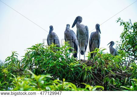 Asian Openbill Or Asian Openbill Storks At Ranganathittu Birds Sanctuary , Mandya, Karnataka