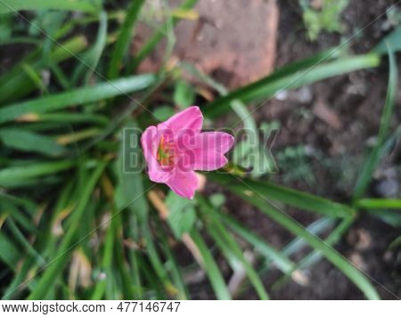 Cuban Zephyrlily Or Zephyranthes Rosea In Bloom