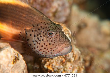Gyöngyös Hawkfish