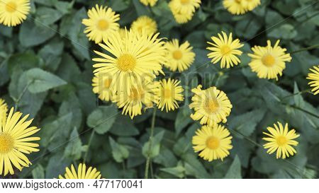 Blomming Yellow Flowers Of Doronicum Orientale. Top View.