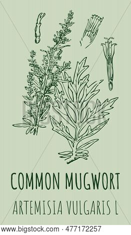 Drawings Common Mugwort. Hand Drawn Illustration. Latin Name Artemisia Vulgaris L.