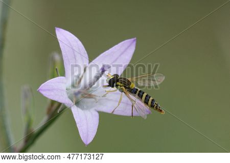 Closeup On A Colorful Spaerophora Hoverfly On A Lighblue Bellflower, Campanula Rapunculus