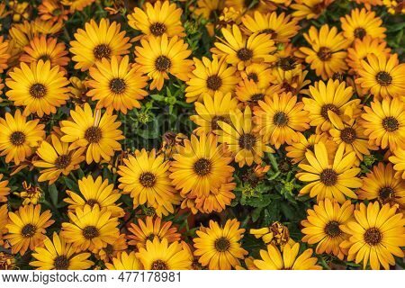 Margherite Yellow Flowers Closeup, Summer, Holiday, Congratulations, Good Mood, Flowers Background