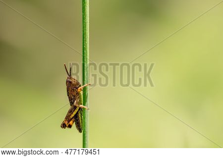One Brown Grasshopper On Plant In Spring. Biodiviery. Copy Space. Grengiols, Switzerland.