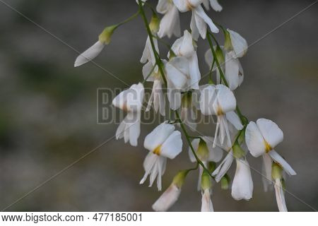 Yellowwood Tree Blooming Branch In Central Park, Blurred Background
