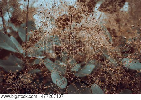 Cotinus Coggygria Bright Blossom Bush Concept Photo. Royal Purple Smoke Bush, Smokebush, Smoke Tree 