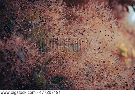 Cotinus Coggygria Bright Blossom Bush Concept Photo. Royal Purple Smoke Bush, Smokebush, Smoke Tree 