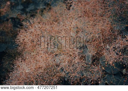 Cotinus Coggygria Bright Blossom Bush Concept Photo. Royal Purple Smoke Bush, Smokebush, Smoke Tree 