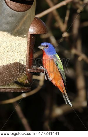 A Painted Bunting (passerina Ciris) Sits On A Feeder With Millet Seeds In Florida