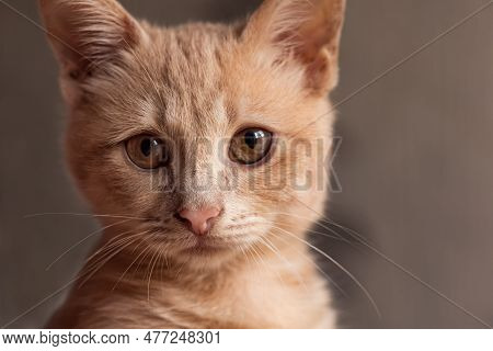 Portrait Of A Red Cat Looking At The Lens