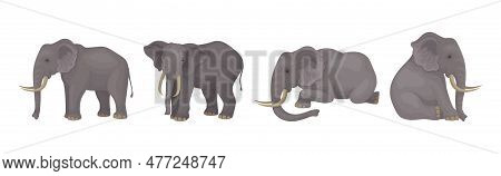 Elephant As Large African Animal With Trunk, Tusks, Ear Flaps And Massive Legs Vector Set