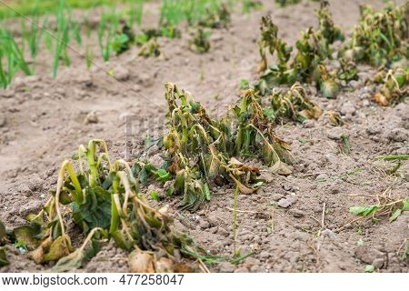 Potato Plants Damaged By The Frost. Early Potato Plants Showing Signs Of Frost Damage To The Leaves.