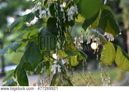 Yellowwood Tree Flowers Blooming In Central Park, Blurred Background
