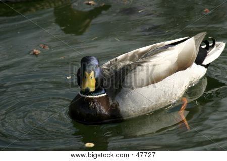 Pato
