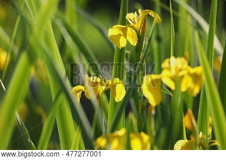 Yellow Iris Flowers On Green Background With Copy Space