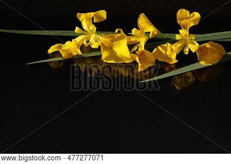 Yellow Iris Flowers On Black Background With Water Drops And Copy Space