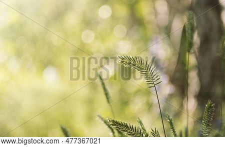 Green Natural Background With Spikelet And Vegetation In Defocus. Abstract Natural Pattern