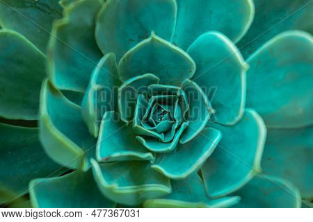 Natural Succulent Pattern Close Up. Close-up Of A Cactus.