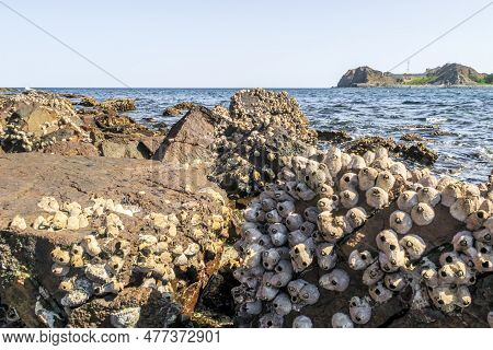 The Coral-covered Shore Dibba Rock In The Indian Ocean On The Coast Of The Gulf Of Omman In The Subu