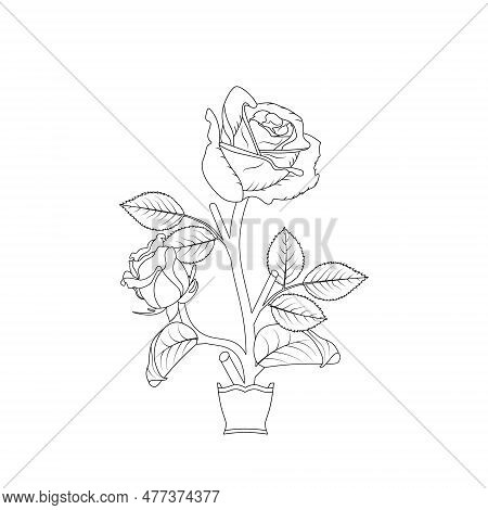 Bouquet Of Roses Coloring Book Illustration Hand Drawn