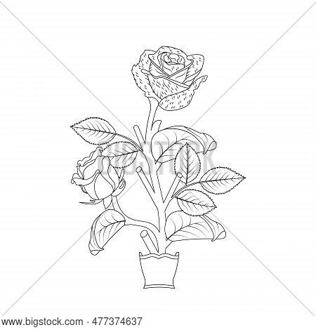 Rose Flower Hand Drawn Coloring Page With Decorative Style Line Art Vector Design