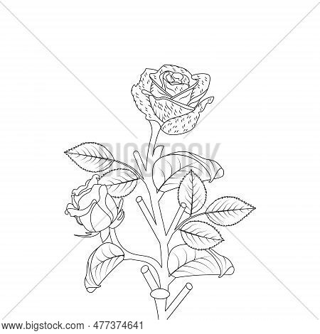 Rose Flower Hand Drawn Coloring Page With Decorative Style Line Art Vector Design