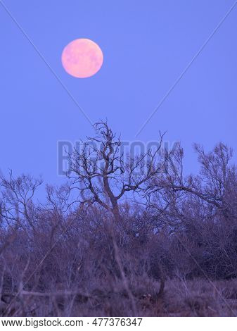 Moonset In The Wetlands Of The Camargue (provence, France), Clear Morning In Springtime