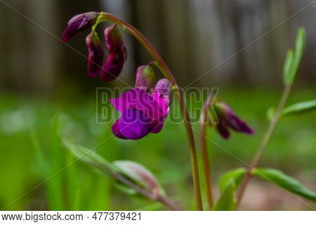 Lathyrus Vernus In Bloom, Early Spring Vechling Flower With Blosoom And Green Leaves Growing In Fore
