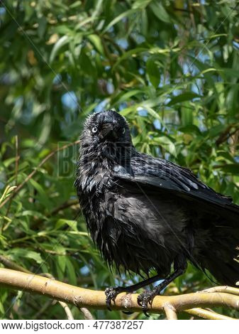 The Western Jackdaw Or European Jackdaw (coloeus Monedula) With Shiny And Wet Black And Grey Plumage