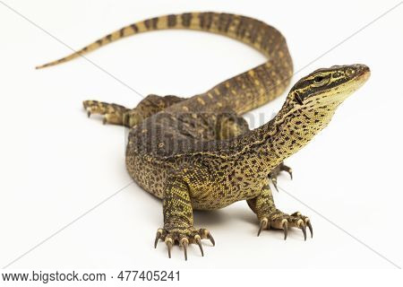 The Yellow-spotted Monitor Or New Guinea Argus Monitor Varanus Panoptes Horni Isolated On White Back