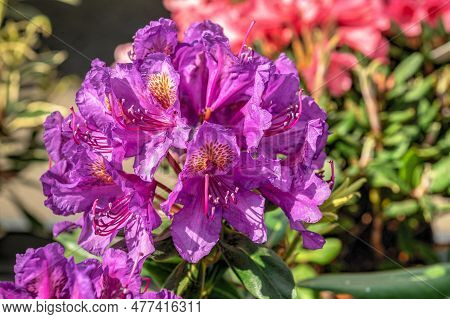 Pink Rhododendron Catawbiense Flower On A Sunny Spring Day