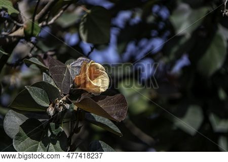 Red And Yellow Flowers Of Thespesia Populnea Or Portia Or Pacific Rosewood Or Indian Tulip Tree