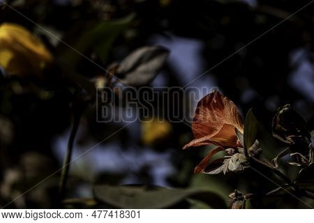 Red And Yellow Flowers Of Thespesia Populnea Or Portia Or Pacific Rosewood Or Indian Tulip Tree