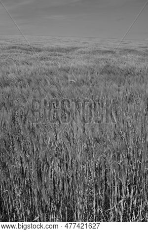 Wheat Ears Moving In The Wind On An Agricultural Field In The Mostviertel Region Of Lower Austria Ne