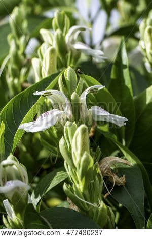 White Flowers Of Malabar Nut Or Justicia Adhatoda Or Adulsa Or Vasa Or Vasaka Tree