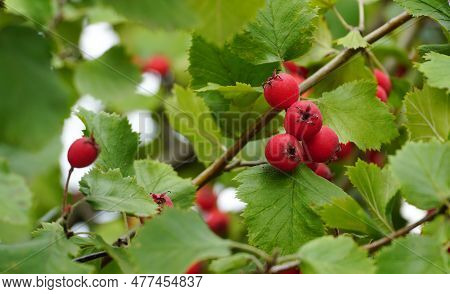 Hawthorn With Red Fruit, Crataegus Monogyna, . Natural Beautiful Background. Crataegus.