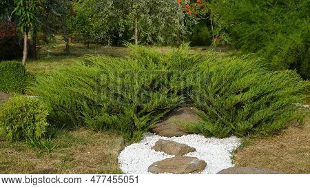 A Small Green Coniferous Bush. Green Round Thuja. N
